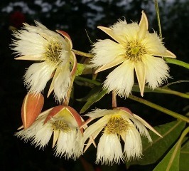 Lily of the Valley Tree, Rudraksha, Shiva's Tears, Elaeocarpus grandiflorus